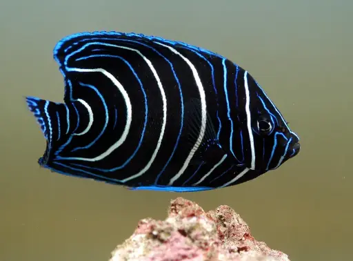 [AQP-216]  Koran Angel(Pomacanthus semicirculatus)