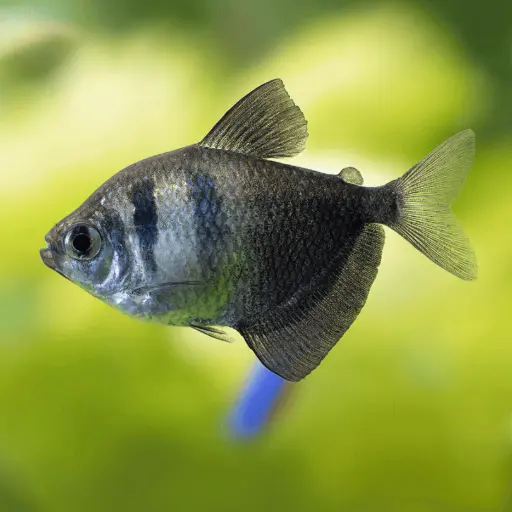 [AQP-731] Black Tetra(Gymnocorymbus ternetzi )