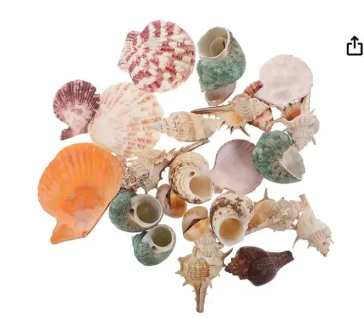Sea Shell