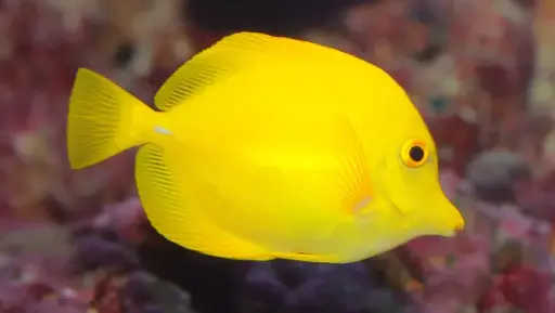 [AQP-165] Yellow Tang(Zebrasoma flavescens)
