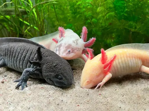 [AQP-2492] Axolotl