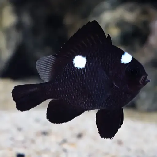 [AQP-2506] Three Spotted Damsel(Dascyllus Trimaculatus)