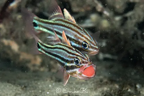 [AQP-2510] Apogeon(Sphaeramia)