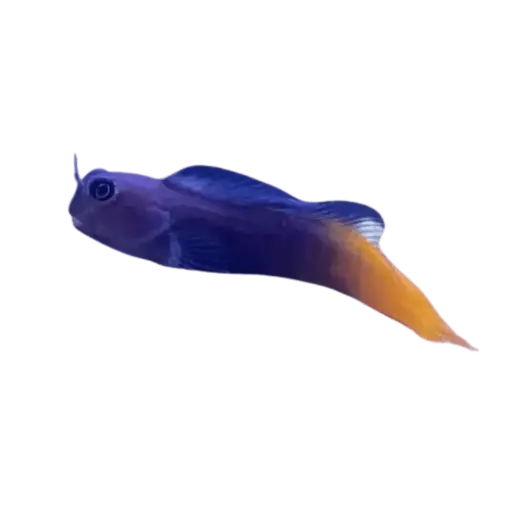 [AQP-2512] Bicolor Blenny(Ecsenius bicolor)