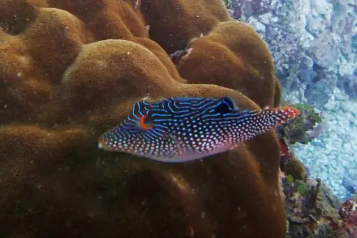 [AQP-2515] Pearl Toby(Canthigaster Margaritata)