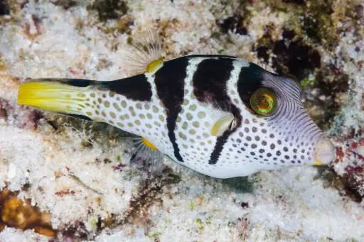 [AQP-2516] Sharpnose Puffer( Canthigaster valentini)