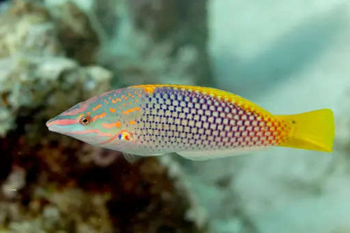 [AQP-2517] Checkerboard Wrasse(Halichoeres hortulanus)