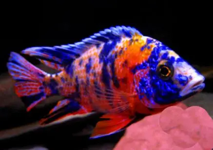 [AQP-2533]  Malawi Cichlid(Auloncora Sp)