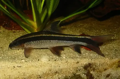 [AQP-2542] Flying Fox(Epalzeorhynchos kalopterus)