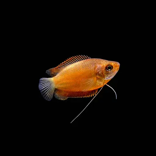 [AQP-2543] Honey Gourami(Trichogaster chuna)