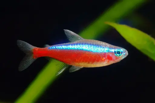 Cardinal Tetra(Paracheirodonaxelrodi)