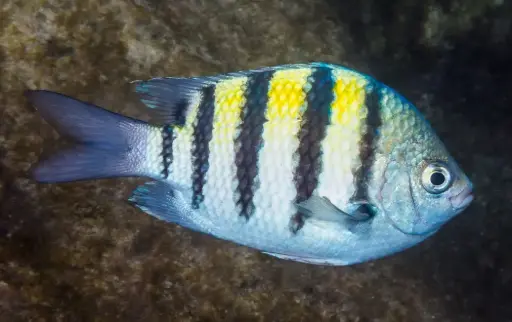 Sergeant-major(Abudefduf biocellatus)