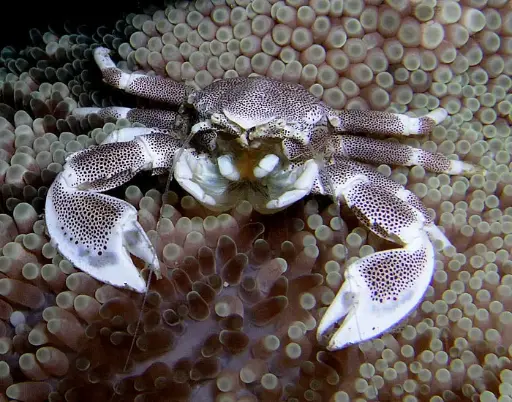 Anemone crab(Neopetrolisthes maculatus)