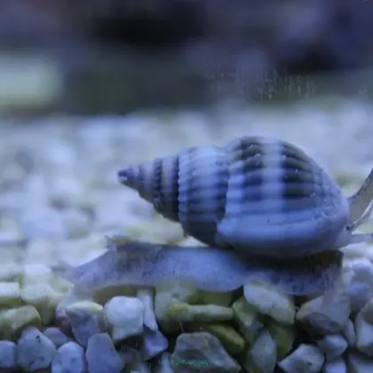 Turbo Snail(Nerita polita)