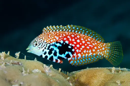 Divided Wrasse(Macropharyngodon bipartitus)