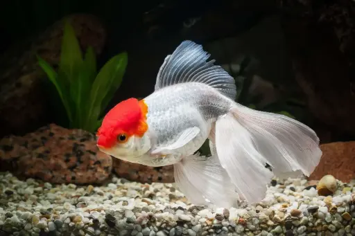 Oranda Red Head