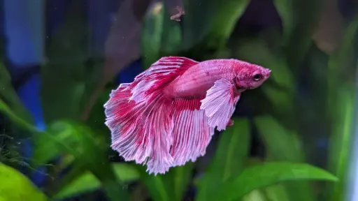 Pink Betta