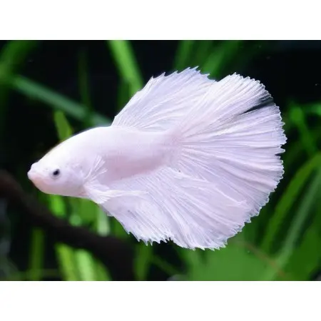 Fighter Male(White Opaque)