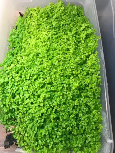 Monte carlo Pot Plant