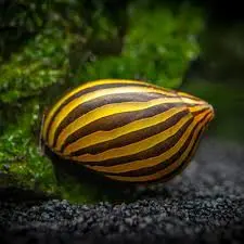 Zebra Snail