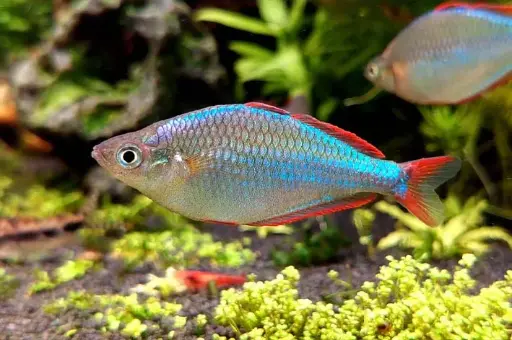 Neon Dwarf Rainbow(Melanotaenia praecox)