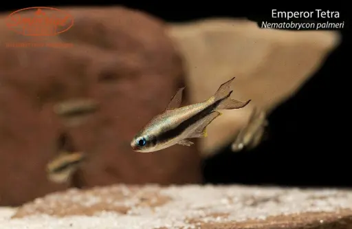 Black Emperor Tetra( Nematobrycon palmeri)