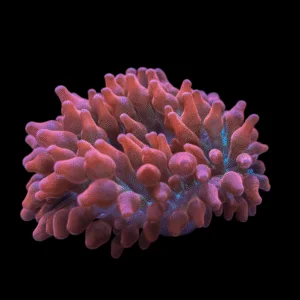 Red Bulb Anemone(RADIANTHUS MALU)