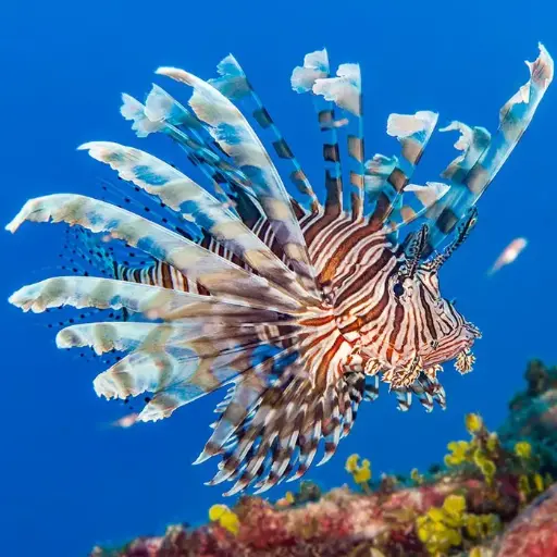 Lionfish (Pterois volitans)