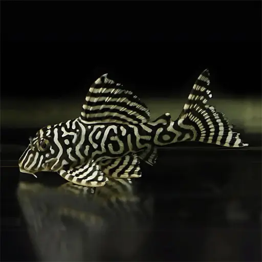 L333 King Tiger Pleco(Hypancistrus sp.)