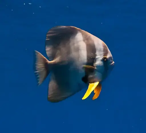 Longfin Batfish(Platax Teira)