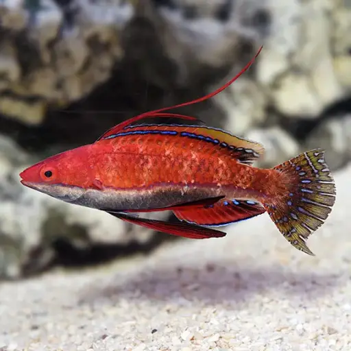 Red Wrasse( Cirrhilabrus rubriventralis)