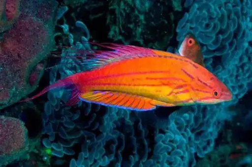 Filamented Wrasse(Paracheilinus filamentosus)