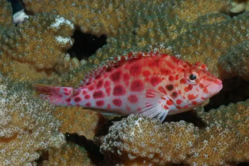 Spotted Hawkfish(Cirrhitichthys oxycephalus)