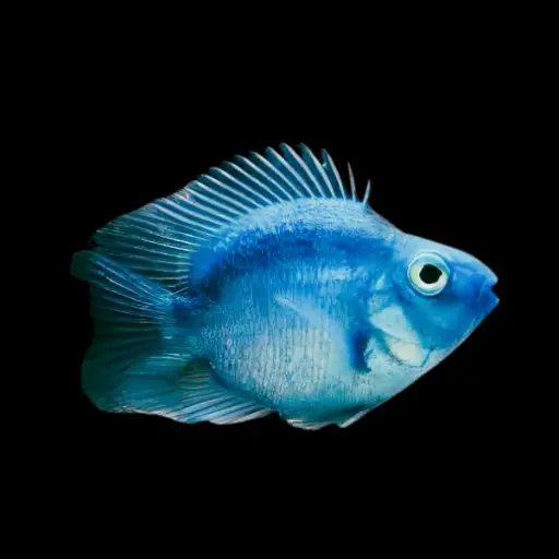 Blue Parrot fish